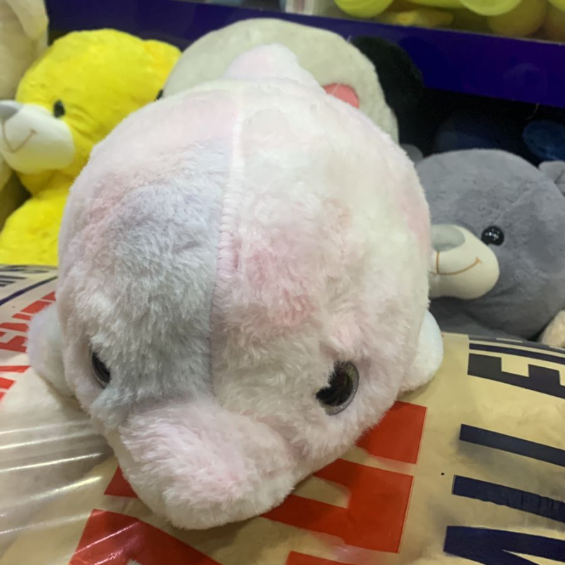 Dolphin